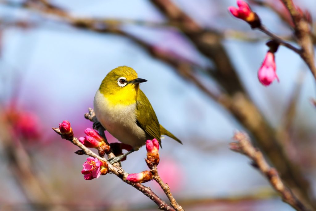 spring - bird in spring